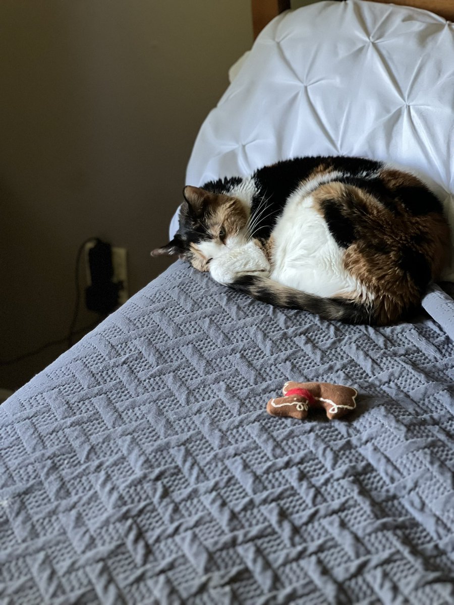 Grace taking a nap with one of her all-time favorite toys. Rudy is a reindeer and (unlike Frosty) is always there for her. #cats #CatsOfTwitter #CalicoCrew