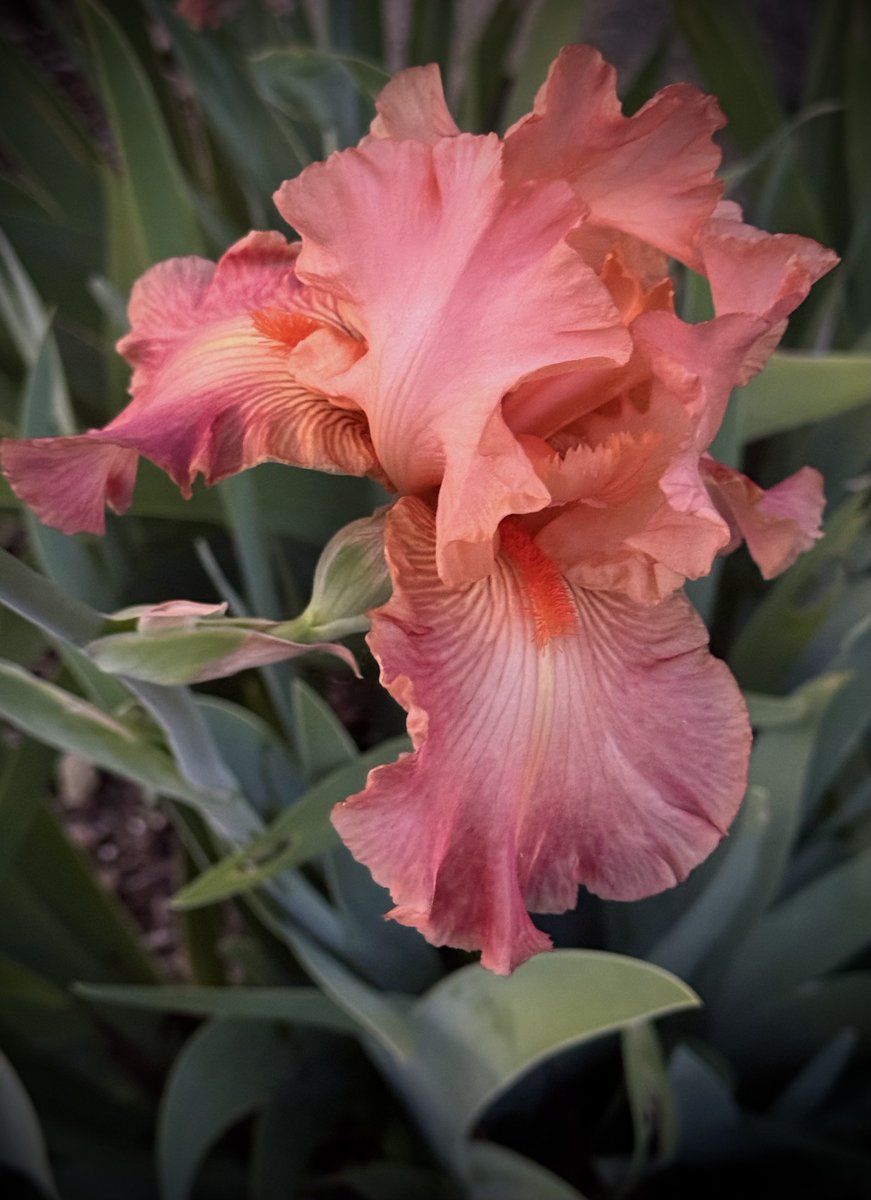 #BeardedIris Iris × germanica #FlowerPhotography Across The Street flickr.com/photos/2120271… Photo © outdoorPDK at Flickr, Napa, California, U.S.A., May 11, 2024 #GardeningTwitter #GardeningX