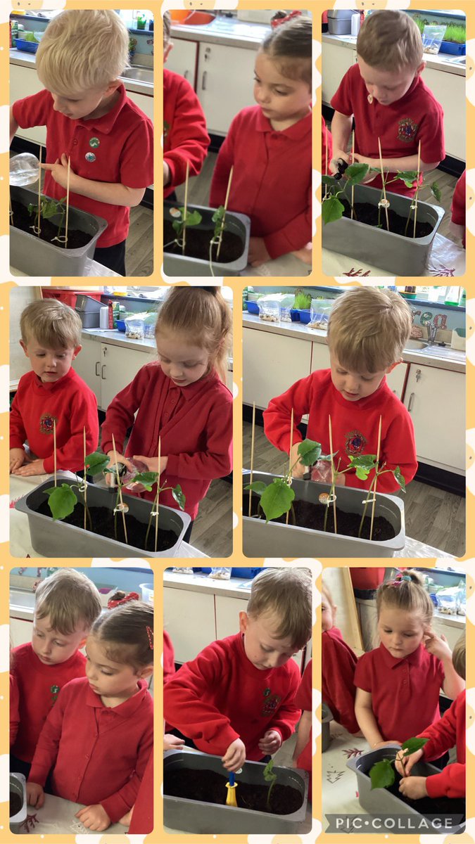 Our beans we planted in nursery a few weeks ago have grown and we had to replant them this week. #eyfs #diddygardeners
