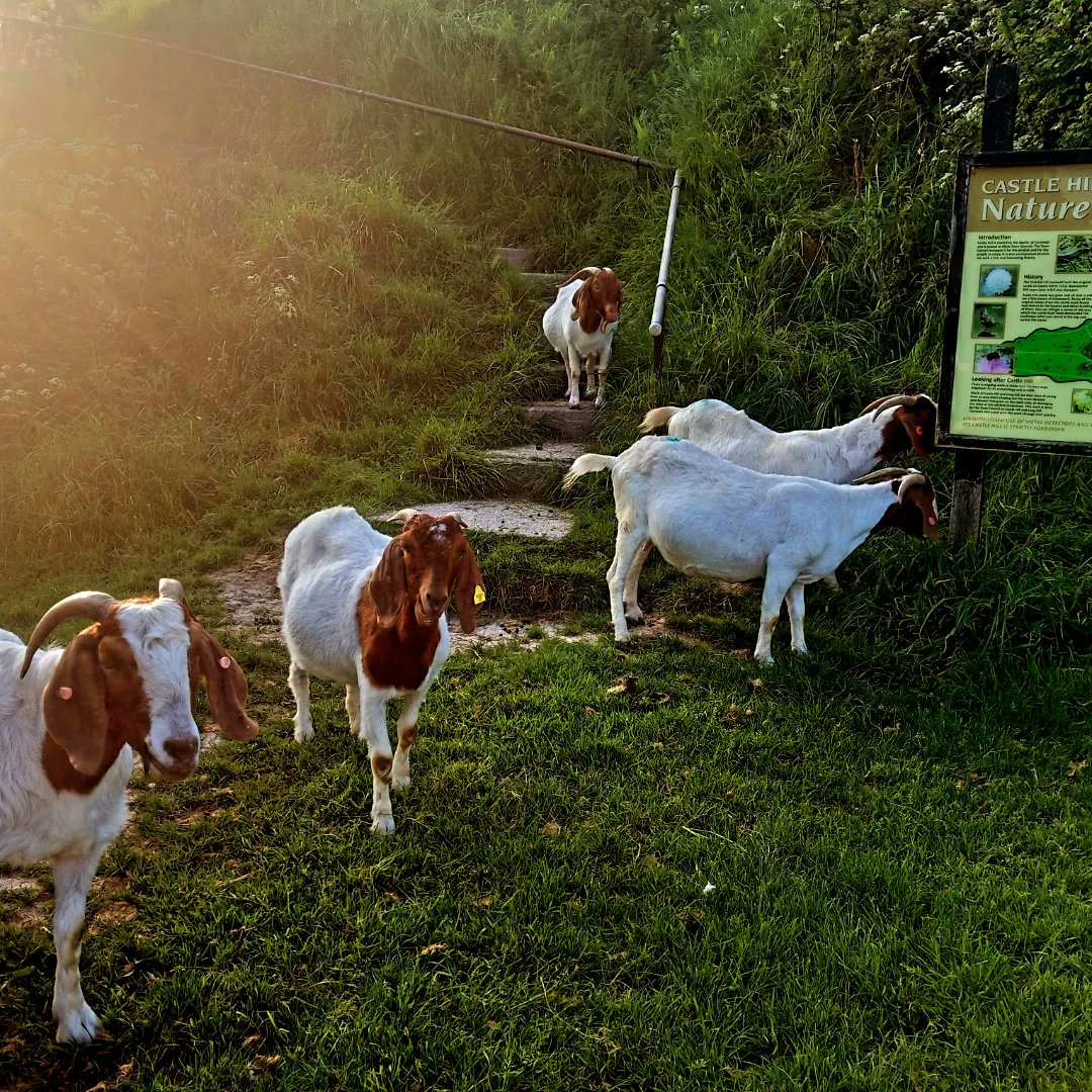 lazyperfection's tweet photo. Goats of Castle Hill, Mere #wiltshire #goats #goatsoftwitter #castlehill #mere #visitmere #grazing @merewiltshire https://t.co/LeWSZXJxCP
