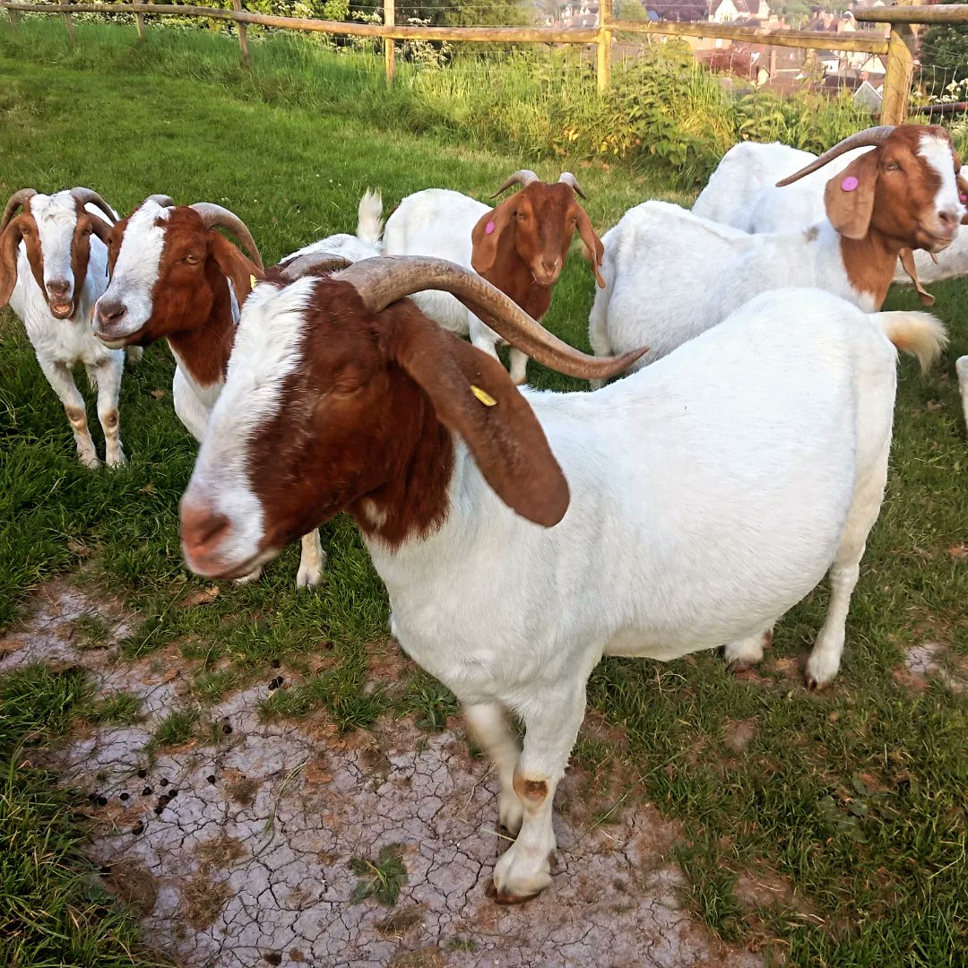 lazyperfection's tweet photo. Goats of Castle Hill, Mere #wiltshire #goats #goatsoftwitter #castlehill #mere #visitmere #grazing @merewiltshire https://t.co/LeWSZXJxCP