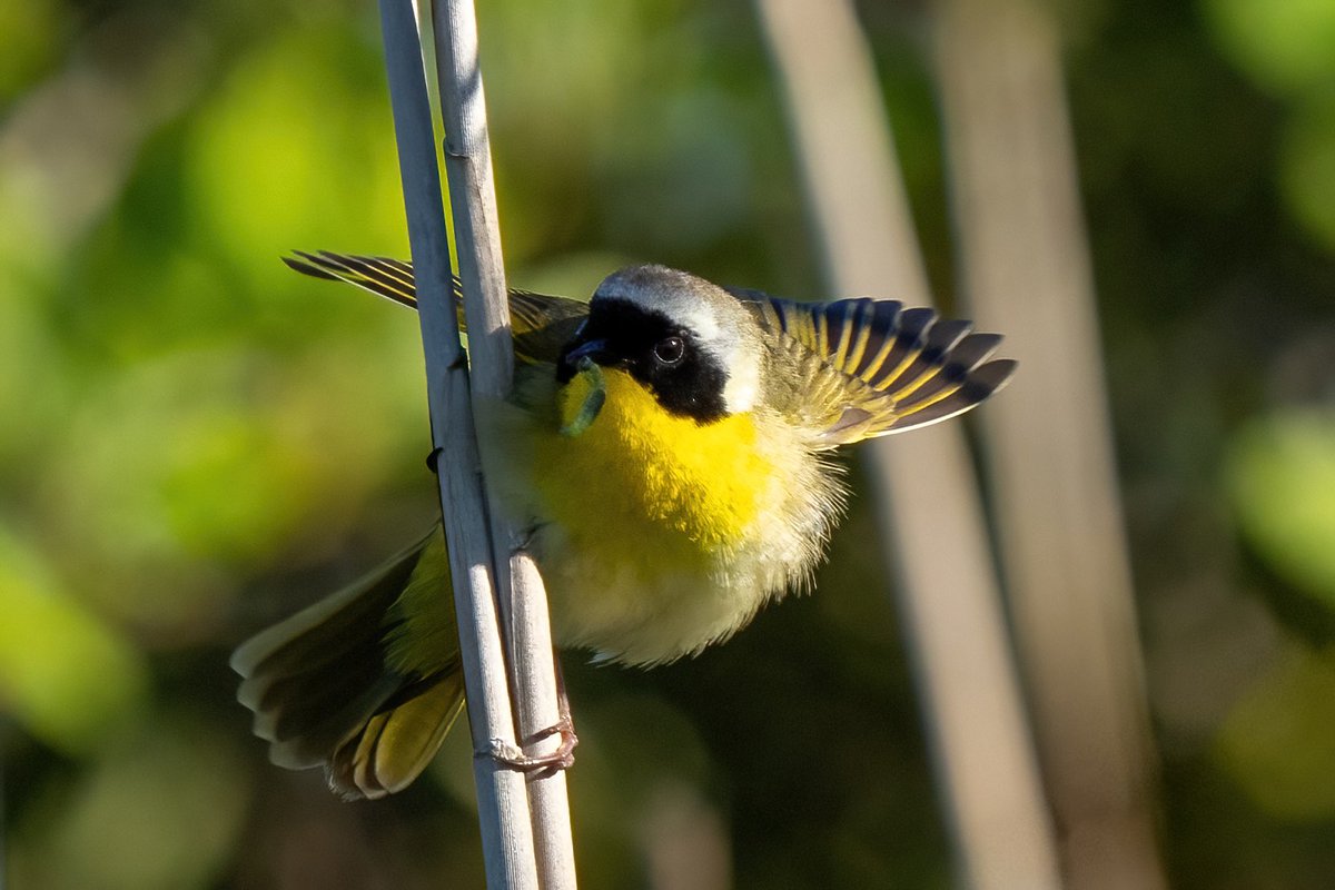 Common Yellow-throat @CapeMayCity #BirdsSeenIn2024 #birding #BirdTwitter  @inaturalist #BirdsOfTwitter #birdphotography #NewJersey #SonyA1 #warbler #capemay