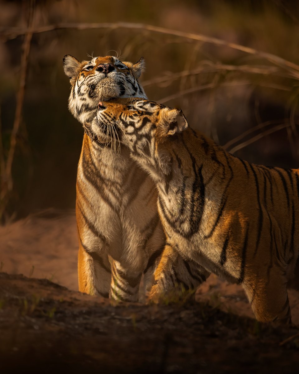 Younger siblings to older siblings when they want something. Pictured here are two beautiful tigers. 🐅 #Repost from Instagram | Gyana Mohanty 📸 Want to get featured? Upload your pictures and tag us using @natgeoindia and #natgeoindia on Instagram.