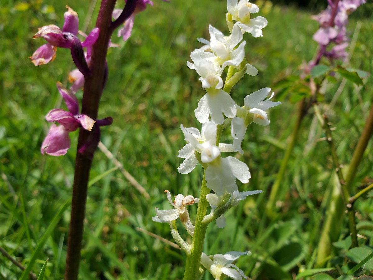 Masses of Early Purple Orchids on the #SouthDowns at Graffham including a couple of white ones. Best of all....a singing Tree Pipit! @Sussex_Botany @SussexOrnitholo @sdnpa @SussexWildlife