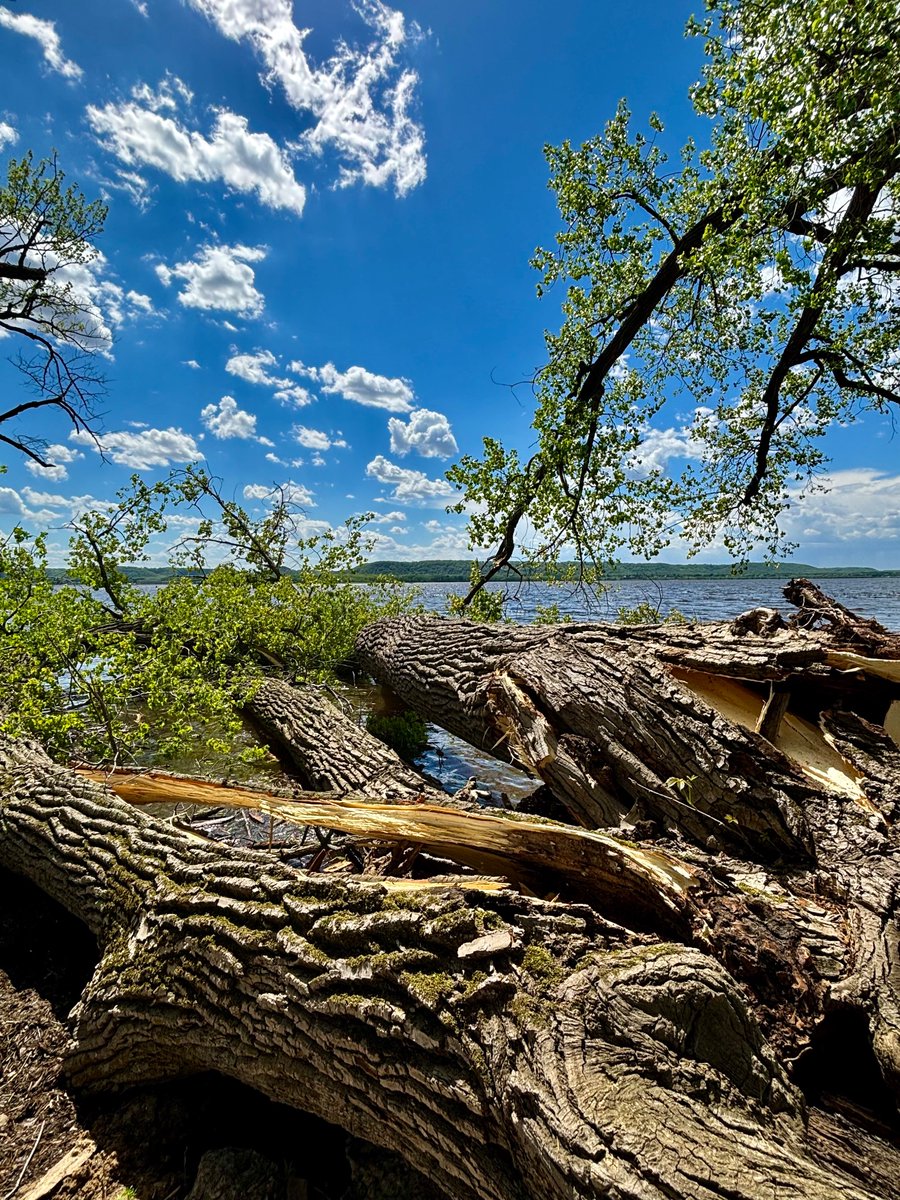 Mississippi River Cottonwood Supremecy