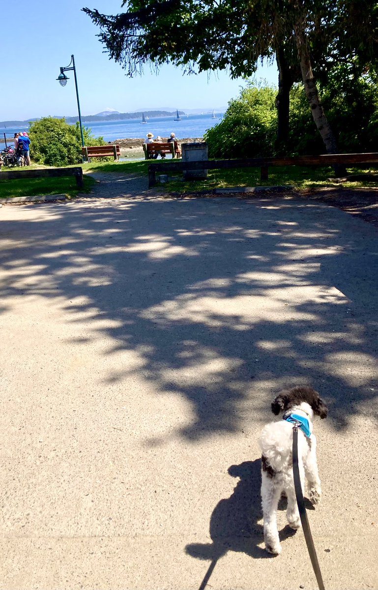 I must go down to the seas again, to the lonely sea and the sky,
And all I ask is a tall ship and a star to steer her by… 
- John Masefield 

Going down to the sea to see some tall ships with Niko 🐩❤️🌊