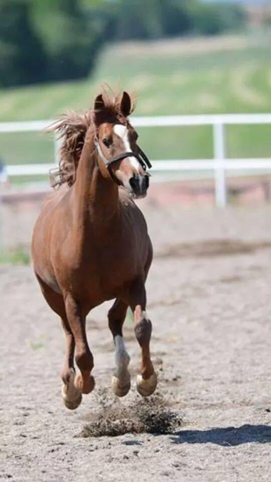 Hayati altın tweet media