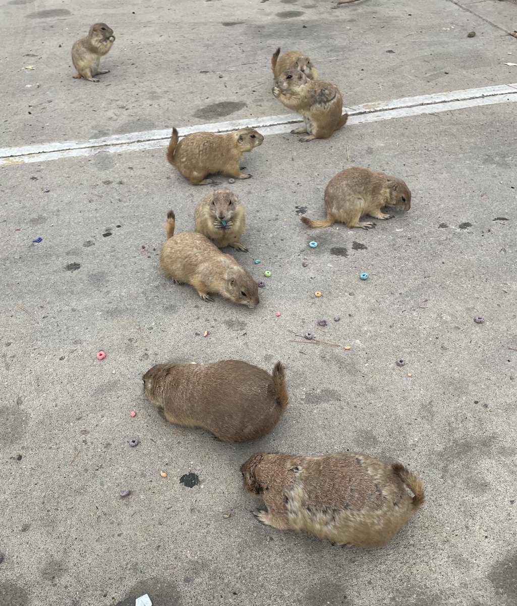 My dad has made friends with a bunch of prairie dogs across from his hotel… he’s been feeding them fruit loops… it’s so cute