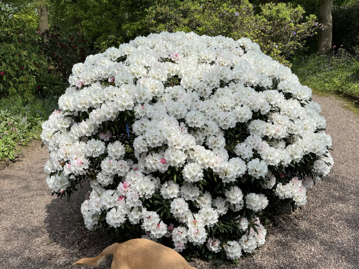 Rhododendron yakushimanum 'Koichiro Wada'. Starts off with pink buds and eventually ends up completely covered in white flowers. Compact and rounded. #DorothyCliveGarden #rhododendron