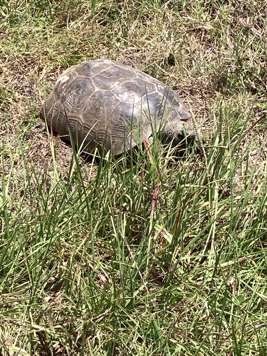 This is Scooter. He lives on my property and is about seven years old now. #LoveOurPlanet 🌍 We Only Have One! 🐢