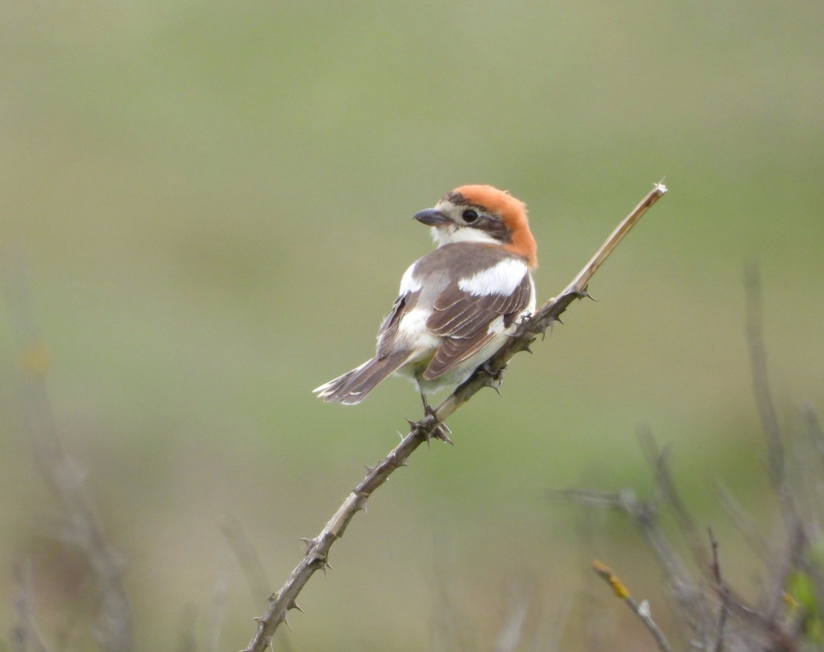 A stunning fem Woodchat Shrike showed well at Mullion this afternoon @CBWPS1