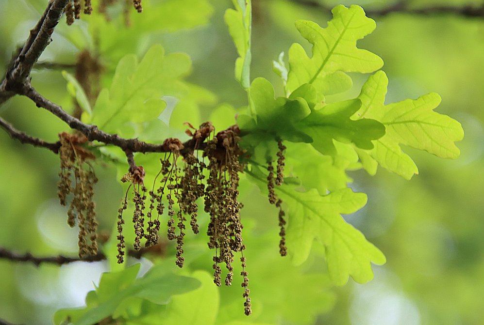 #Artenvielfalt in #Jena - Es blüht! Nicht besonders beeindruckend, aber dafür ist die Stieleiche als Baum umso eindrucksvoller. Wir haben auch eine auf dem Gelände, weil sie bei Insekten besonders beliebt ist. Haben extra einen Schmetterlingsforscher gefragt.