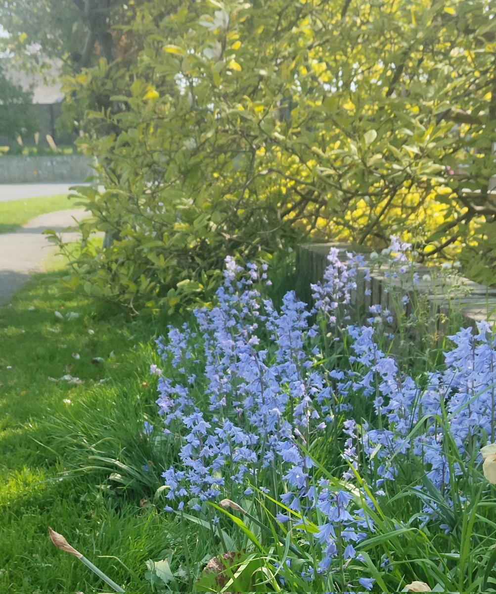 Four from Cayton today. A Welsh Poppy and St James Wort at Patsy's. A beautiful pink flowered tree and bluebell border by a hedge. Winnie loves our photography walks and sniffari. ❤️🐶🐾☀️