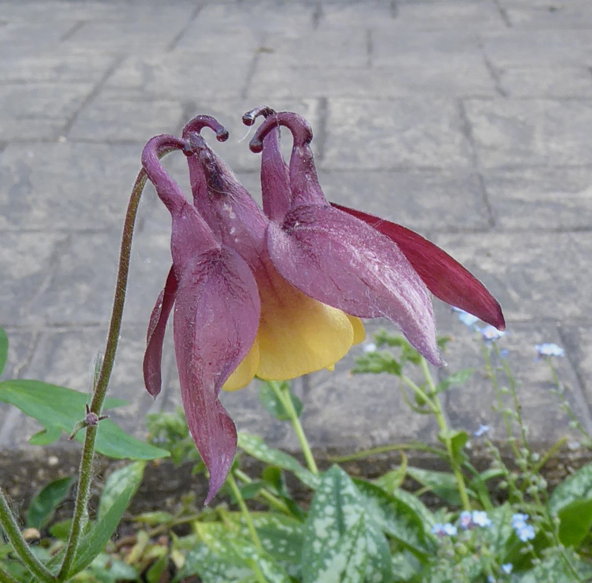 Aquilegia buergeriana var oxysepala is something special at #DevoniaGarden