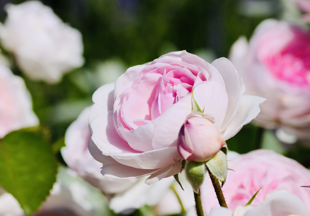 薔薇🌹

#なばなの里 #TLを花でいっぱいしよう #カメラ好きな人と繋がりたい #写真が好きな人と繋がりたい #花が好きな人と繋がりたい #カメラ初心者 #Rose