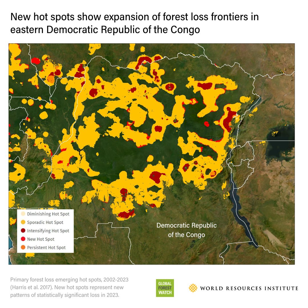 In 2023, primary forest loss in the DRC continued apace. This is a cause for concern as the Congo Basin is the last major tropical forest that remains a carbon sink. Read new #TreeCoverLoss analysis to learn about hot spots of loss in 2023 ➡ gfw.global/4cVViNF
