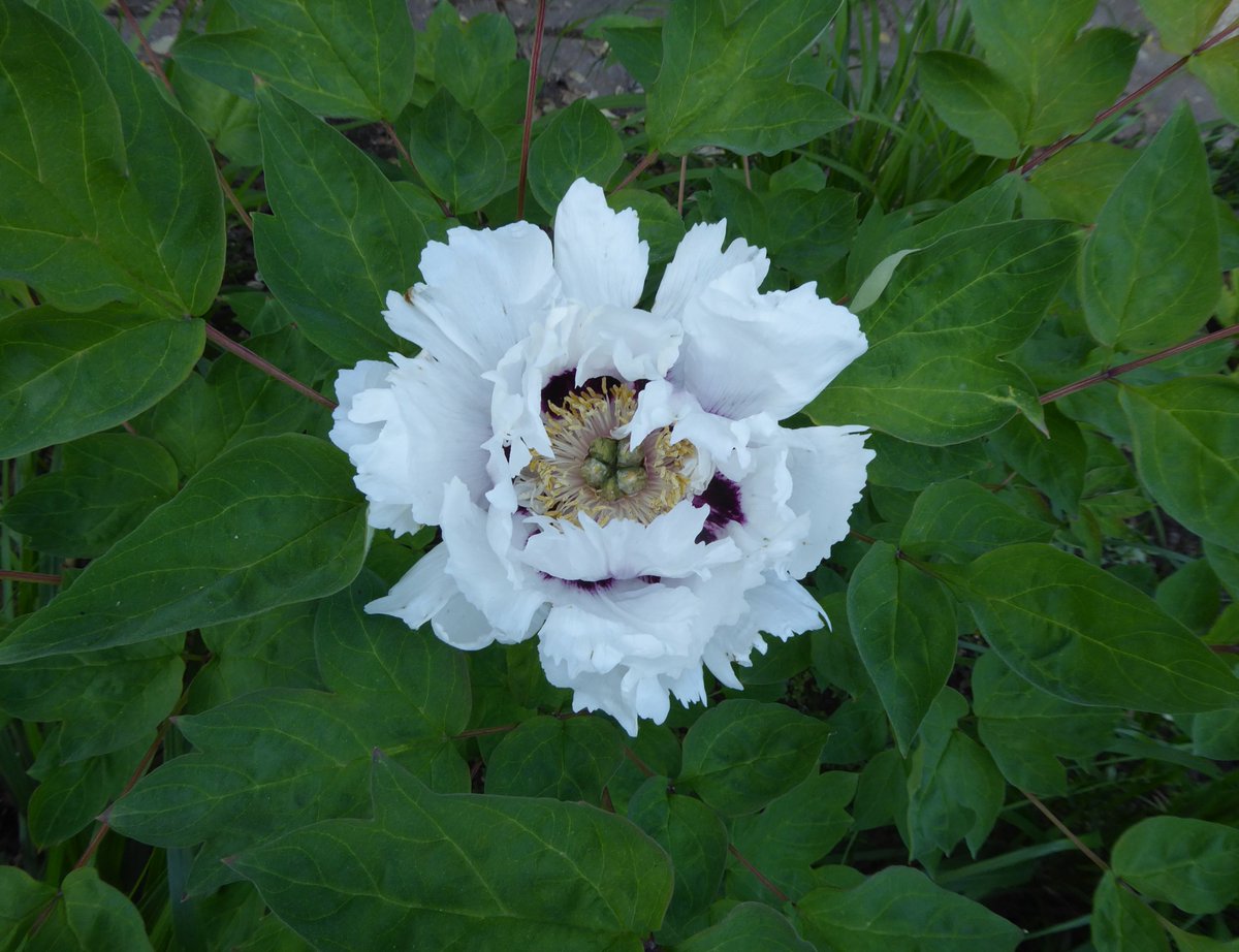 If you can't get hold of paeonia rockii, then P. 'Xue Lian' is a good substitute #DevoniaGarden