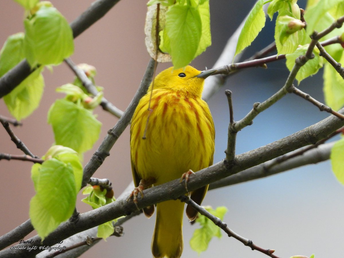 Yellow warbler. 12 May 2024 Ottawa Ontario