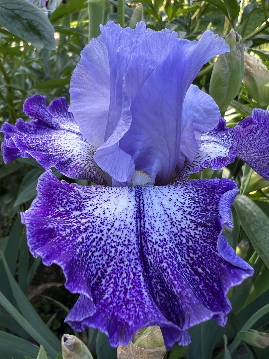 Friends, the irises are finally in bloom up at the Highline Botanical Garden and I’m in heaven, this garden is amazing!! A few of the amazing ones. My favorites to come! (Do the first & second ones remind you of the Auroras??!!)