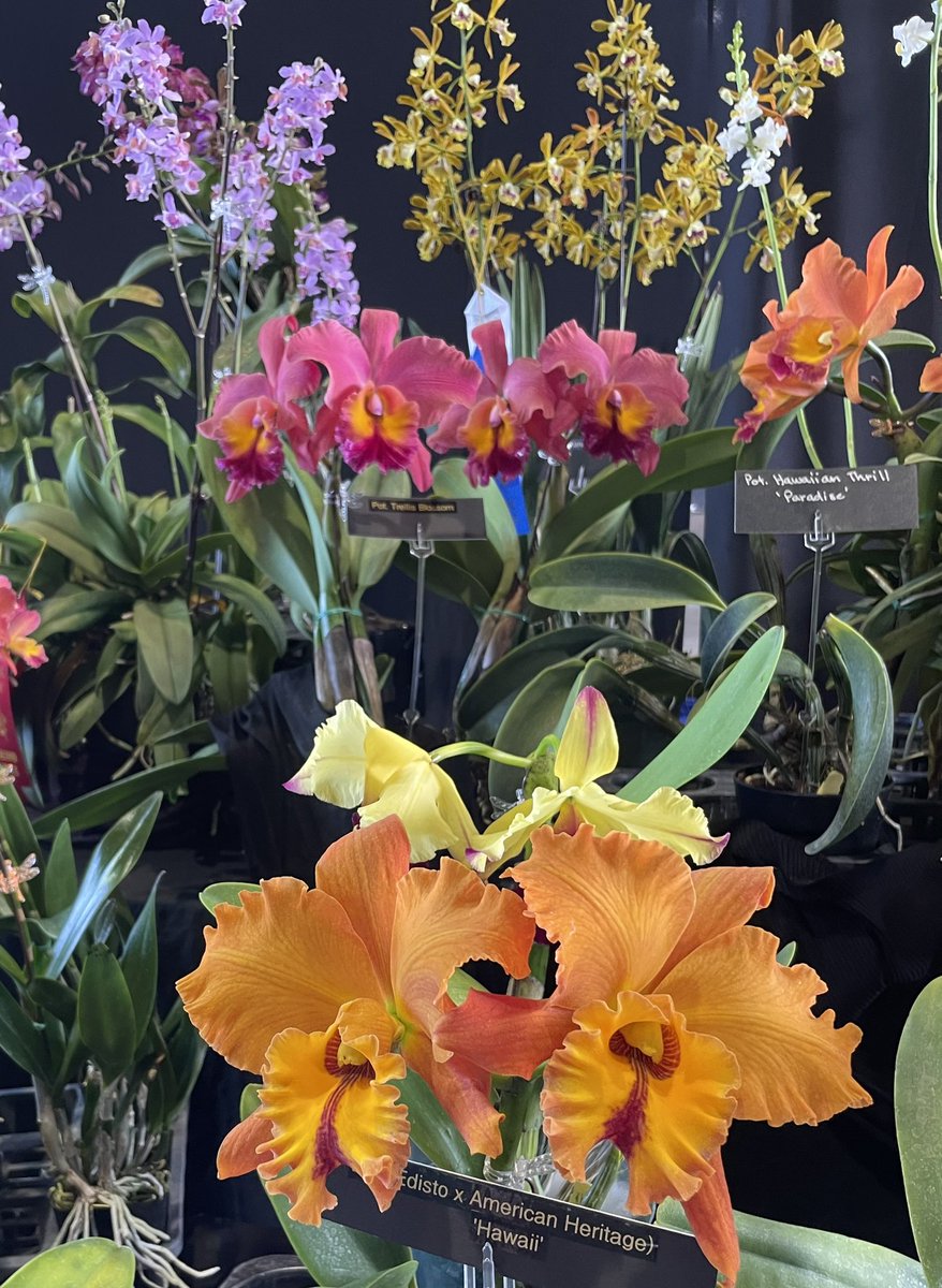 @PetrovichBilly Mahalo for the details! Looking fwd to the Hilo Orchid Show this year! Here’s are few memorable beauties from 2023 #FlowerReport