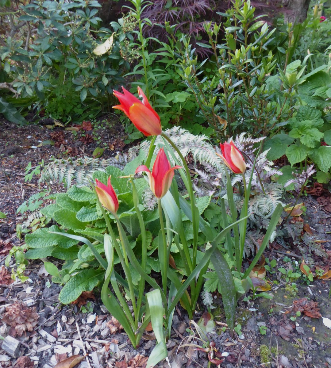 Success at last. Tulipa sprengeri flowering at #DevoniaGarden at the third attempt