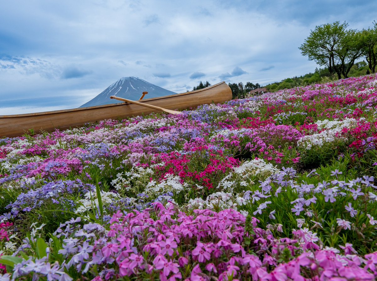 パステルカラーの芝桜。
#富士芝桜まつり 
#芝桜 
#富士山 
#花風景 
#キリトリノセカイ 
#ダレカニミセタイケシキ 
#photoftheday 
#Mossphlox 
#flowerphotography 
#japanlandscape