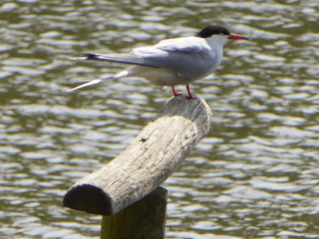 13 Wokingham & Bracknell RSPB group members enjoyed a visit to Warnham LNR in the sunshine today. Over 30 species seen including Common Tern, Grey Wagtail, Little Egret, Nuthatch and Sparrowhawk. The only other hawk was a Poplar Hawkmoth outside one of the hides. @RSPB_Wokingham