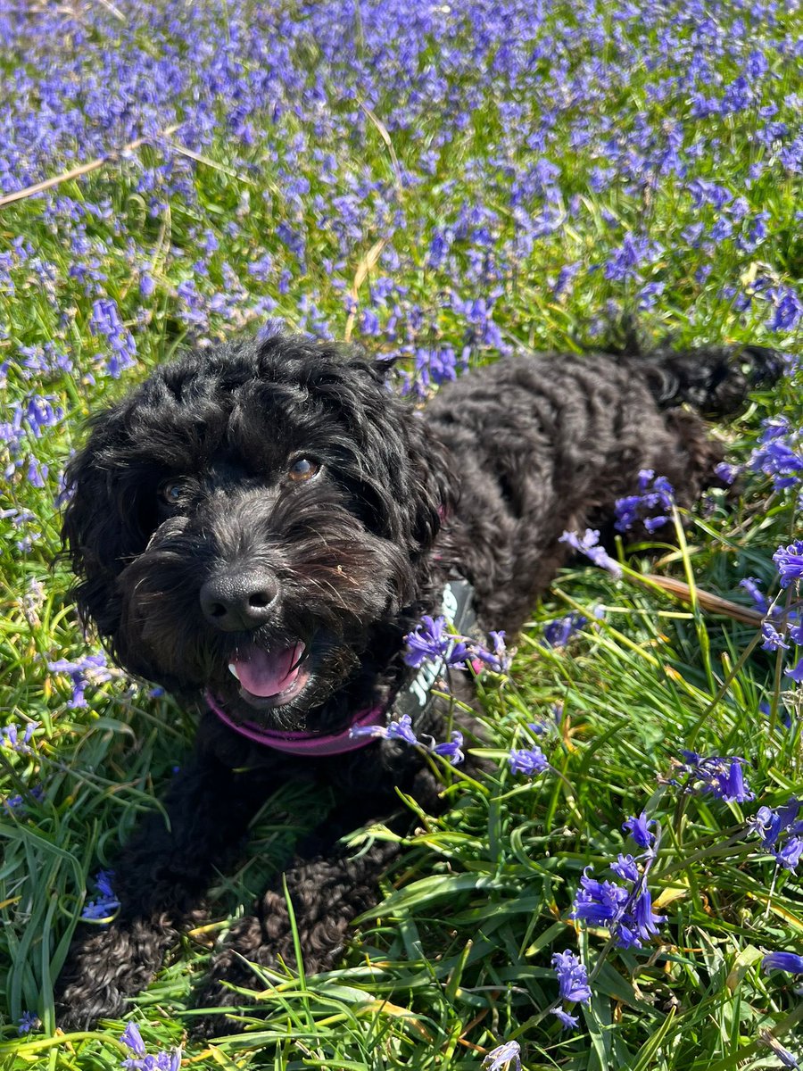 Someone’s living the life in sunshine and bluebells. #RosieRooCockapoo