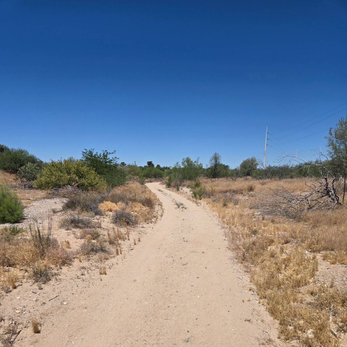 Midmorning trail run, it was getting warm out here 🥵 #running #trailrunning #warmweather #GalaxyS24Plus