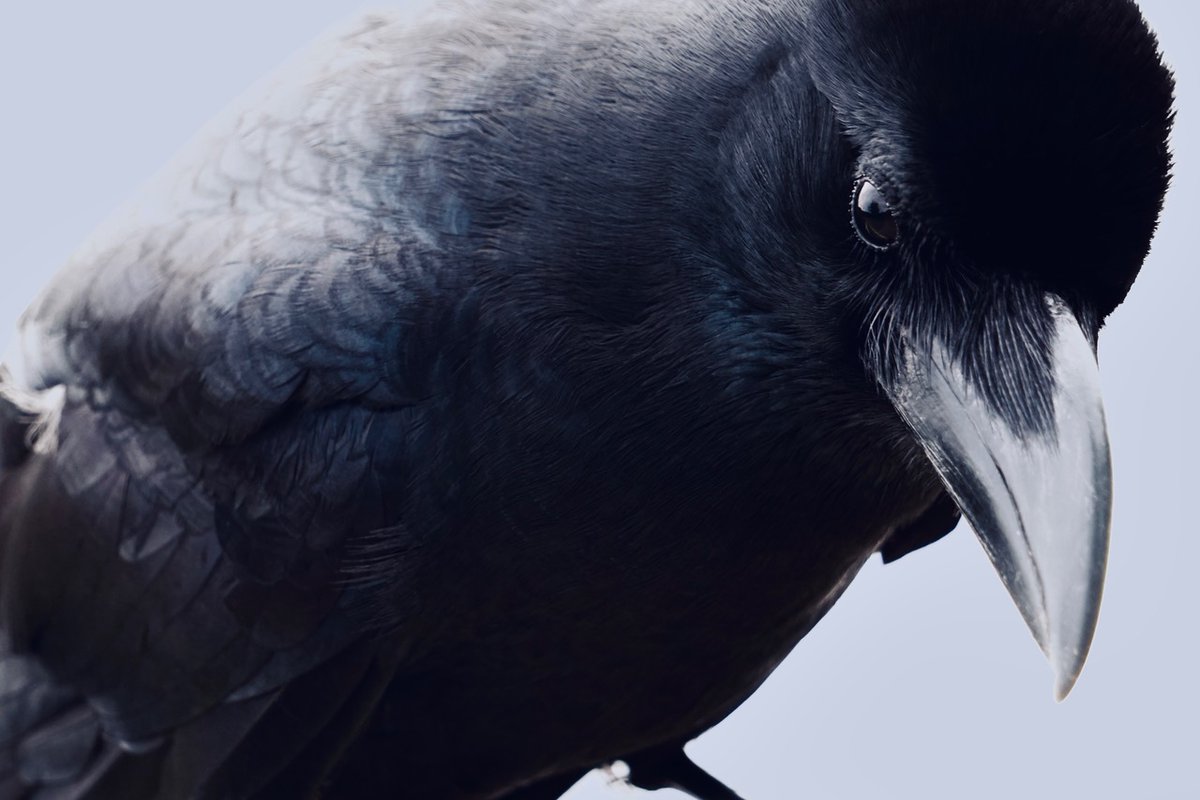 obsidian eye.
#crow #鴉 #カラス