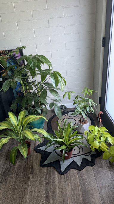 plant moms matter 💚 https://t.co/9NYWz3LarK