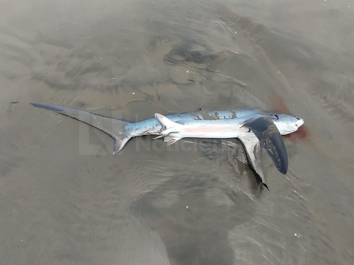 🔴¡Un tiburón de dos metros! Es el quinto animal que aparece muerto en playas de Guasave.
El hallazgo se dio en playas de Bellavista, en una zona conocida como Las Cacianas🦈