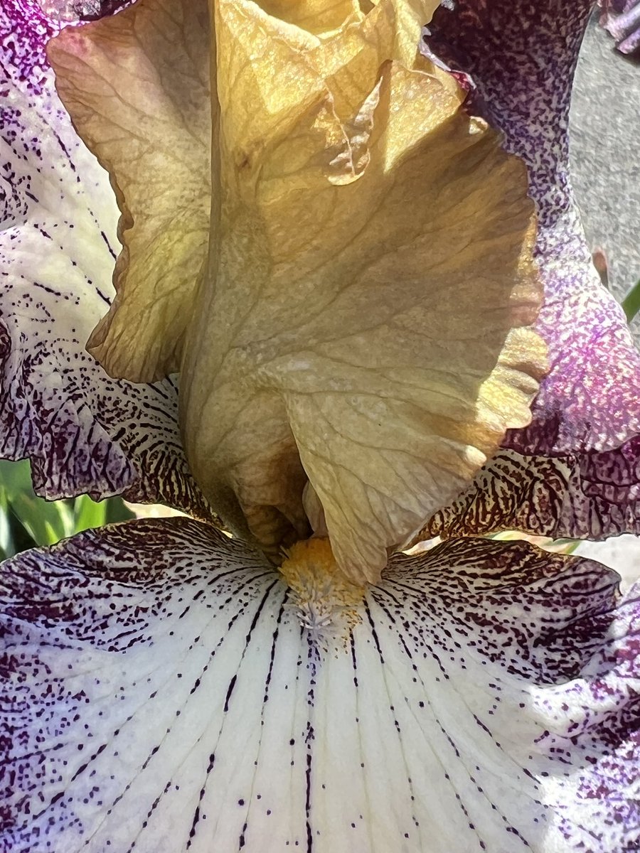 Okay my favorite iris of all time finally bloomed so it gets its own post!!