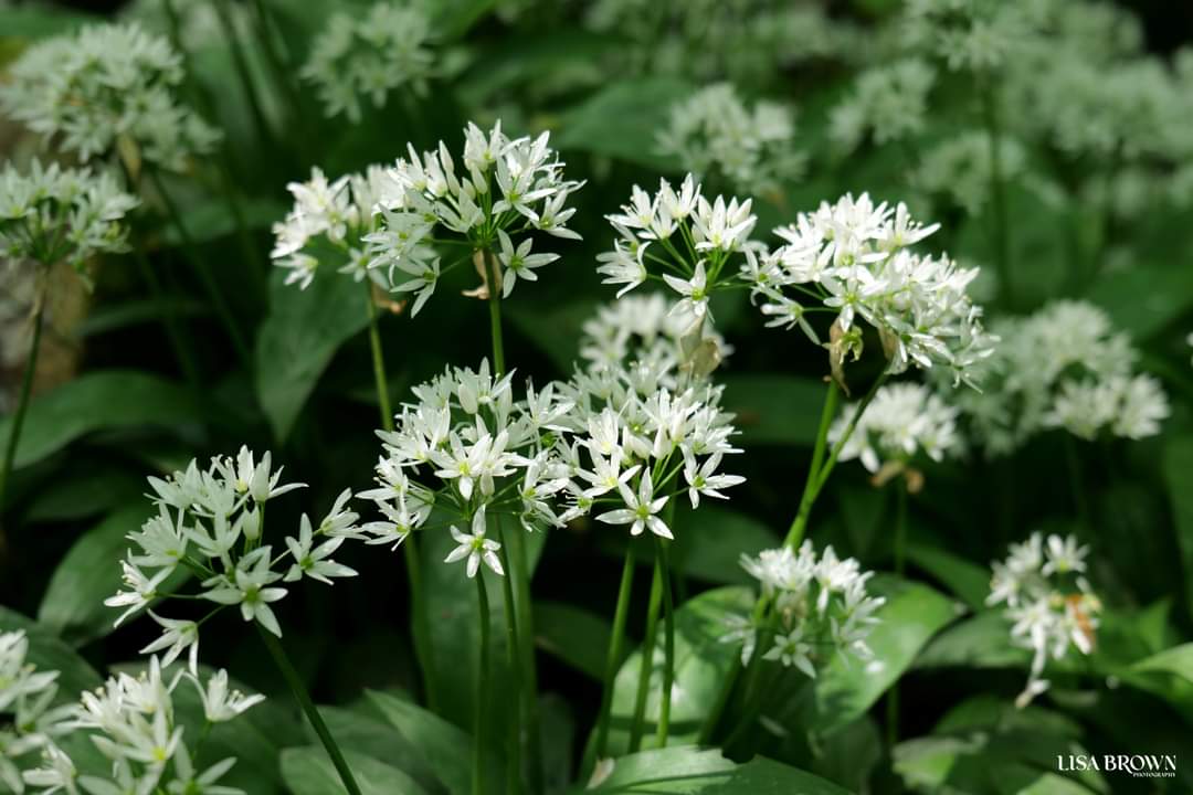 I love this time of year, when everything turns leafy and green and the wild garlic flowers. I went for a walk in Mason's Wood in Fulwood last week where the pathways are lined with wild garlic. 
© Lisa Brown Photography
@visitpreston
#Preston
#prestonlancashire
#Fulwood