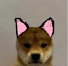 catears_sol's tweet photo. a dogwifhat? nope. a dogwifnohat? not that. IT'S A DOGWIFCATEARS. THE EARS STAY ON.
#solana #catears https://t.co/AfPQYdodsM