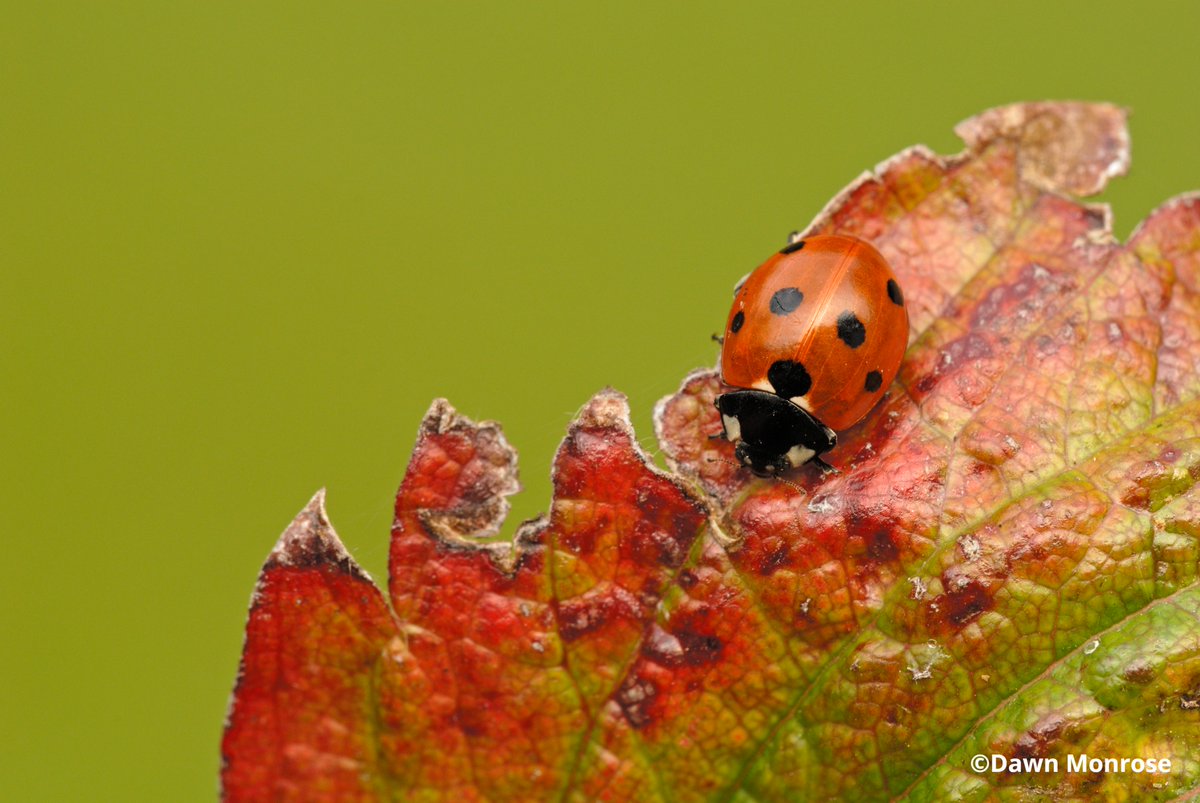😮 There are estimated to be around 4000 different species of beetle in the UK, around 47 of which are ladybirds, all varying patterns and colours. 🕵️ We've put together a handy guide on how to spot four of the key ladybird species. hiwwt.org.uk/blog/lovely-la…