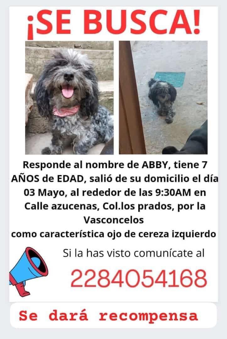 RT x ABBY🐶 #Xalapa @AbelMucino @PacoDizfinck @pilykuera @aasullegna @VialidadXalapa @RoxanaAAT @mayteponm @mageba04 @anicienta_6 @tierraverde1943 @sara_juarez @marydebeck @penelopemoncayo @Mtra_Shaira @camellinlove @Corintiacruz @ColonosAnimas @PopColorsXal @CECILLIA36 @Ydlan