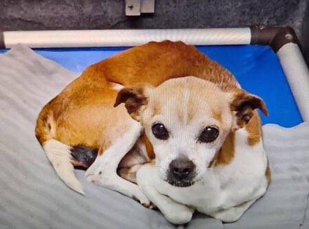 🆘 THIS SENIOR #CHIHUAHUA DOG IS BEING KILLED TMW 5.13 AFTER HIS RESCUE HOLD DROPPED‼️ 📍SA ACS #TEXAS RUSTY ❤️‍🔥 #A711228 10yo M 🚨degloved testicle, ulcerate wound on scrotum #PledgeForRescue +🚑 #Foster/#Adopt 📧acsrescue-foster@sanantonio.gov 📧acsadoptions@sanantonio.gov