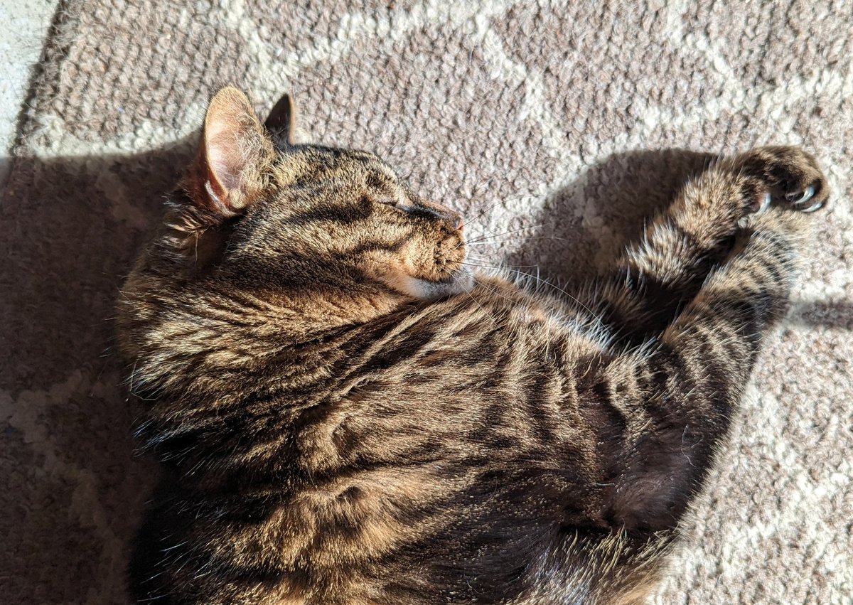 Sunshine doormat cat. #Micker