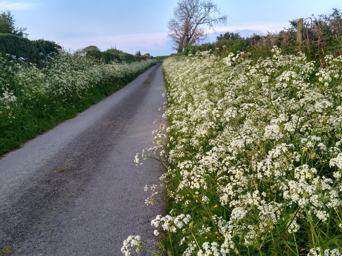 #NoMowMay alive and kicking on coastal country road in #Pembrokeshire Just imagine what we could achieve for nature if more of the 56,000 km of roads in #Wales looked like this! It's so doable! @huw4ogmore @CThomasMS @DelythJewellAM @WTWales @Love_plants #wildflowers
