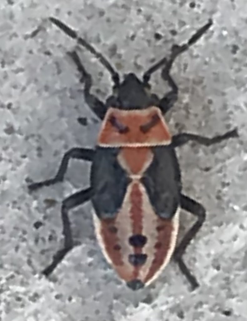 iNaturalist is giving me bugs that do not look like it, bugs with the wrong coloration or wrong spots. Ridgecrest CA.