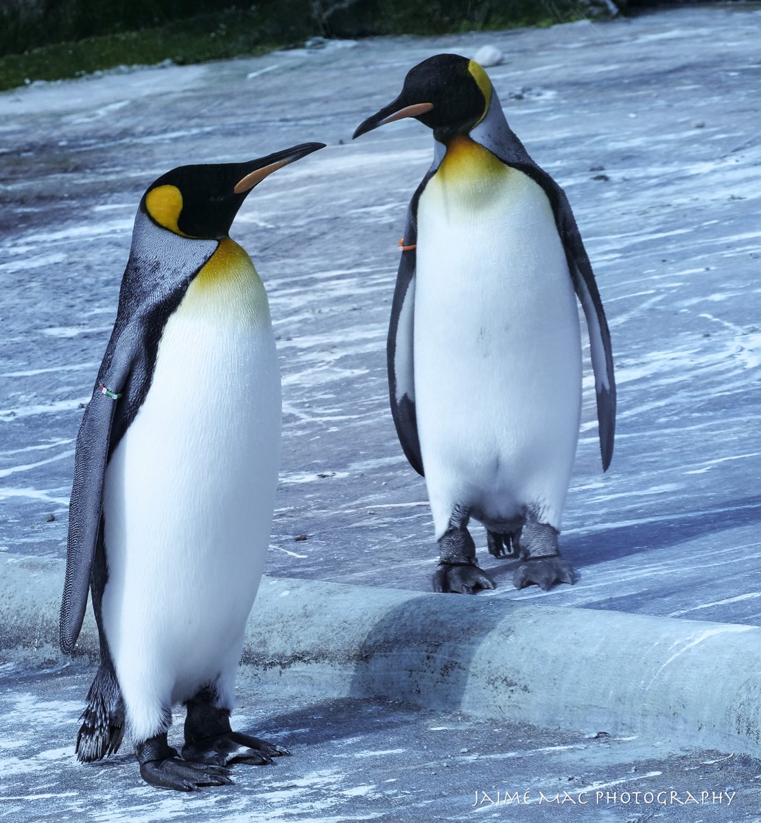 FORR_ESB's tweet image. J is a budding wildlife photographer! Check out the amazing photos he took on the Activity Day trip to Edinburgh Zoo on Wednesday! 👏👏📸@forresterhs @HamzaYassin3 #wildlife #pathways #skillsforwork