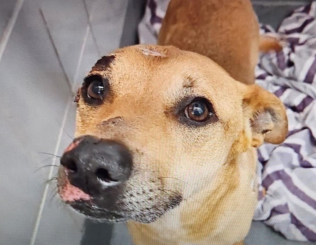 🆘 INJURED DOG VOLCANO 🌋#A712290 (3yo nM, 48lb, hw-) HIT BY A TRUCK IS BEING KILLED TMW 5.13 BY SAN ANTONIO ACS #TEXAS‼️ Social, gentle, interested in affection & treats, but nervous. 🚨abrasion on face & legs; defect along the L humerus #Foster/#Adopt ☎️2102074738 #PLEDGE