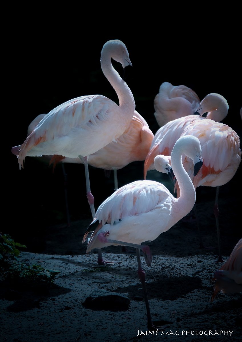 FORR_ESB's tweet image. J is a budding wildlife photographer! Check out the amazing photos he took on the Activity Day trip to Edinburgh Zoo on Wednesday! 👏👏📸@forresterhs @HamzaYassin3 #wildlife #pathways #skillsforwork