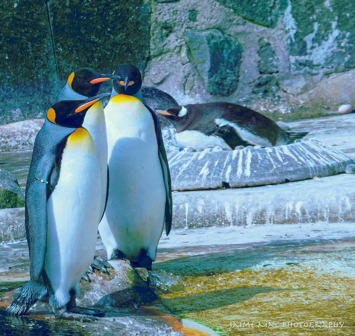 FORR_ESB's tweet image. J is a budding wildlife photographer! Check out the amazing photos he took on the Activity Day trip to Edinburgh Zoo on Wednesday! 👏👏📸@forresterhs @HamzaYassin3 #wildlife #pathways #skillsforwork