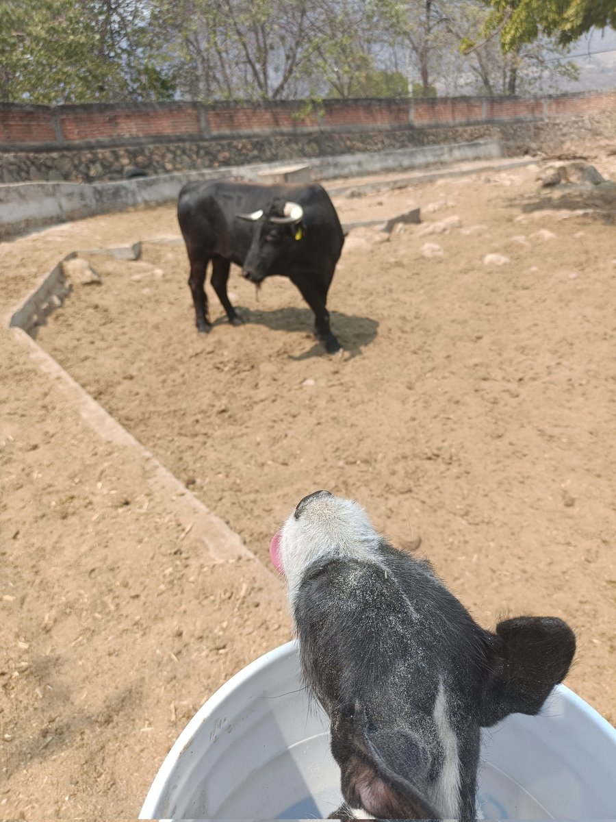 Así, porque a 'san pendeja' le encanta andar conmigo en los cebaderos, pero le tiene miedo a los toros. 😅 #rural #tauromaquia