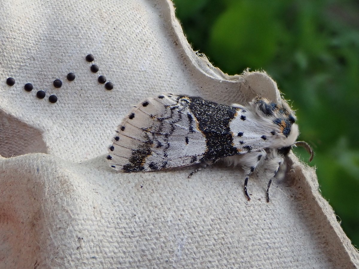 After a pretty dire start to the moth trapping year in my Cardiff garden, this Alder Kitten was very welcome indeed. 1st garden record in the 18th year of trapping here. And she laid eggs overnight - looking forward to rearing the caterpillars with the kids. #MothsMatter