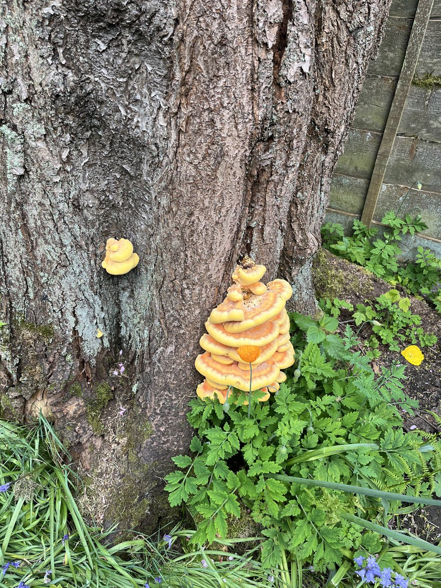 Sudden appearance of a gorgeous fungus on the stump of a very old Cherry Tree in the garden. Think it’s Laetiporus Sulphureus aka Chicken Of The Woods. Anyone able confirm? Clearly not gung-ho enough to try it (excuse being I’m vegetarian and chicken is off the menu for me).