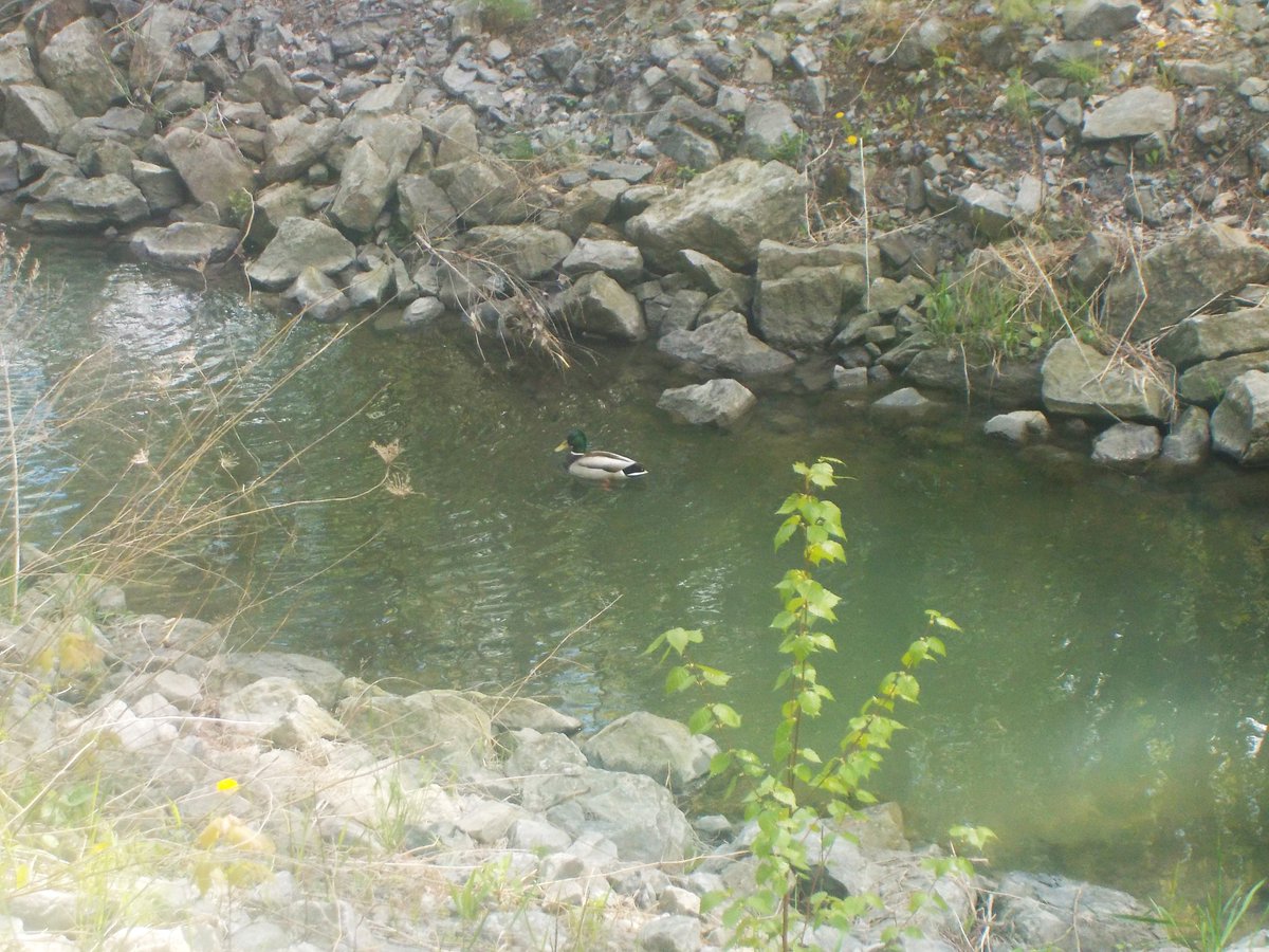 A plenitude of rain the last several days, perfect duck weather and there he was, Mr. Mallard, steaming along his territory. We're speculating that Mrs. Mallard is nesting upstream, sitting on eggs...