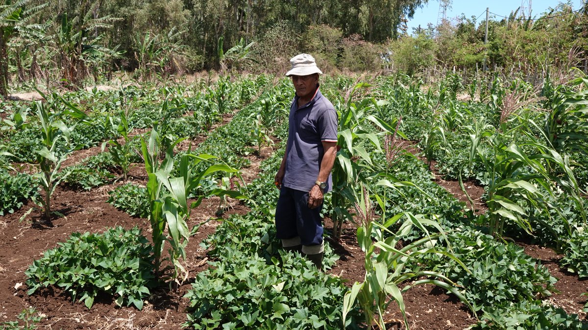 MORDI_Tonga's tweet photo. Plants provide oxygen, stores carbon, produces food, generates income, gives life, homes biodiversity. These are just a few reasons why we need to do our part and ensure we protect our environment. 
#PlantHealthDay https://t.co/jZRd9OiydK